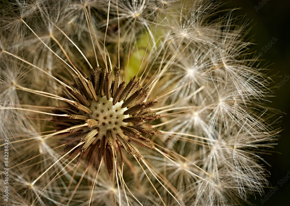 flowering dandelion flowering dandelion