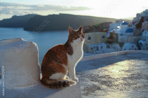 Fototapeta Naklejka Na Ścianę i Meble -  Red cat sitting on the wall near the sea.