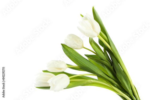 Fototapeta Naklejka Na Ścianę i Meble -  White tulips on white background