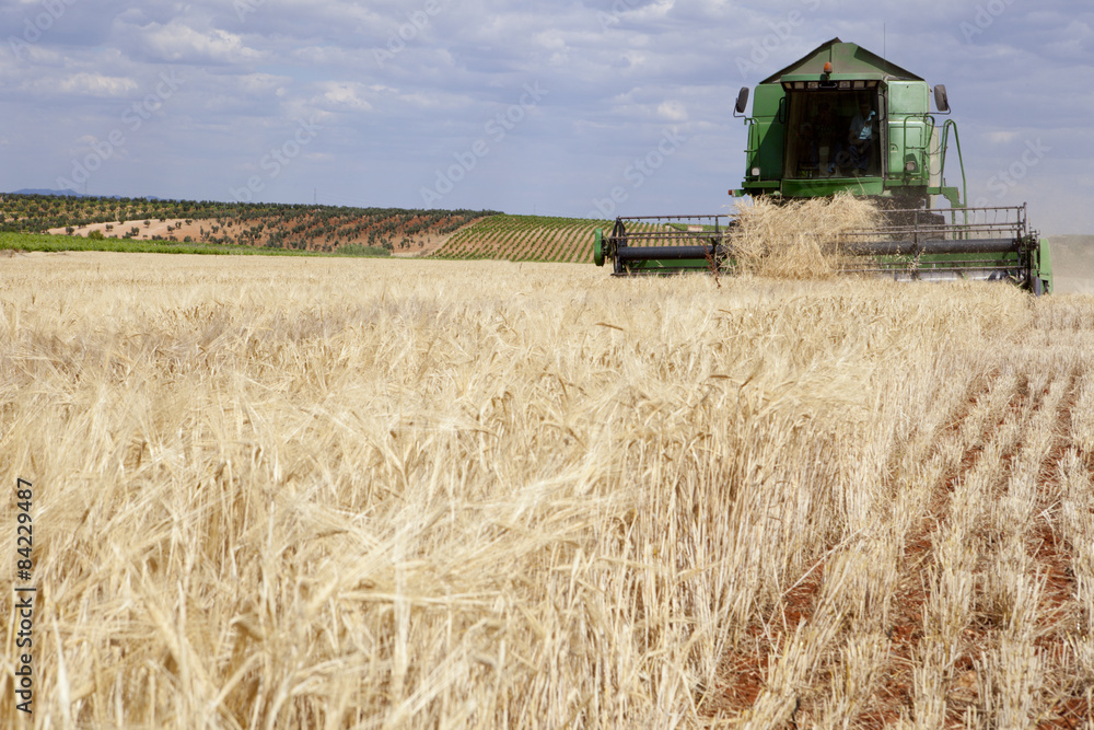 Fototapeta premium Harvesting barley