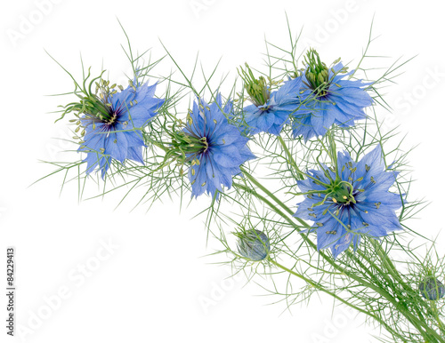  Nigella damascena, cottage garden annual flower. Isolated.