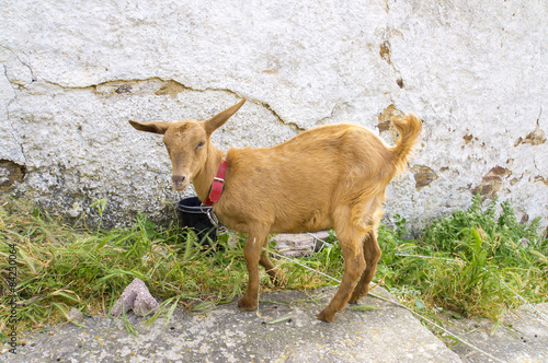 Baby goat photo