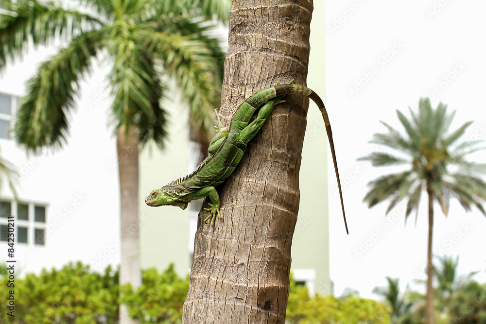 Fototapeta premium Common green iguana living in a residential neighborhood