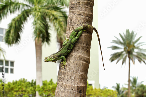 Common green iguana living in a residential neighborhood