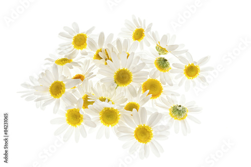 Fototapeta Naklejka Na Ścianę i Meble -  Chamomile flowers