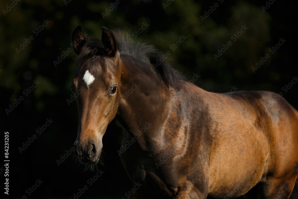 Obraz premium Fohlen im Dunkeln