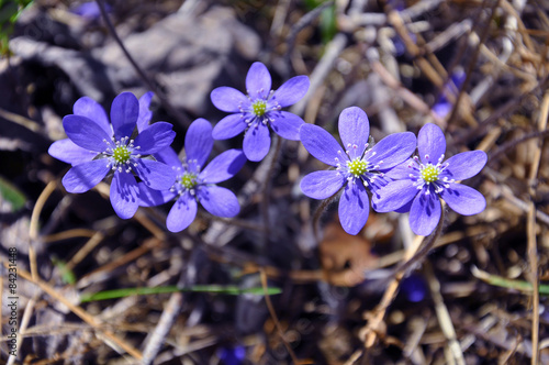 Five blue wildflowers (Hepatica nobilis) liverwort.
