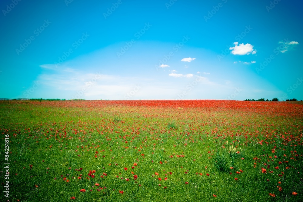 lawn of red poppies against blue sky