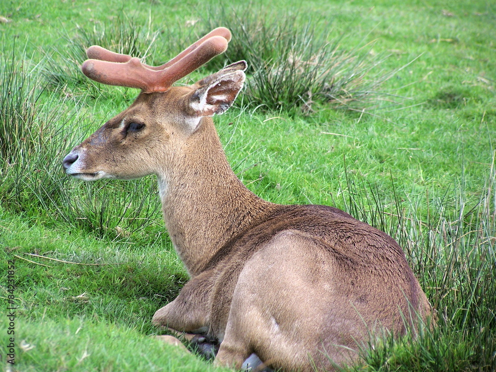 Fawn fallow deer relaxing on the gree grass
