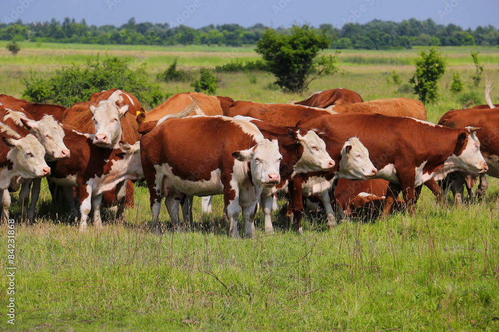 Cows grazing on pasture Cows grazing on pasture