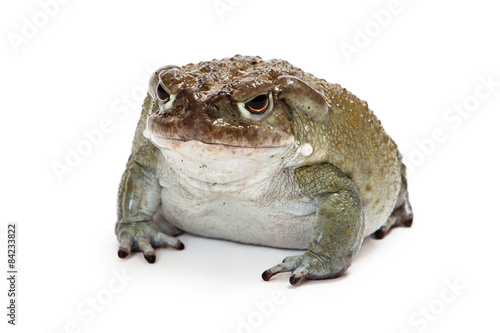 Sonoran Desert Toad Isolated on White photo