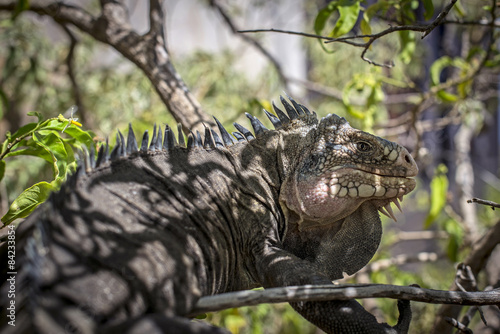 iguana in the shade of a tree