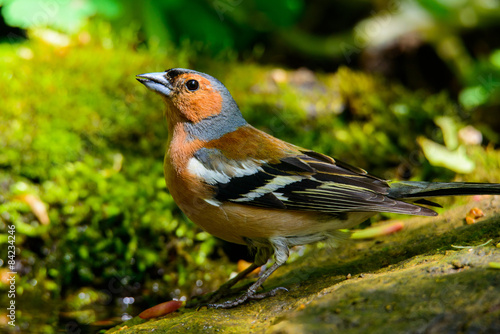 Chaffinch on nature background
