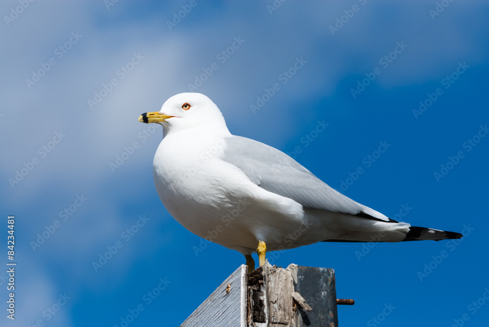 Seagull perched facing left against cloud and sky. Seagull perched facing left against cloud and sky.