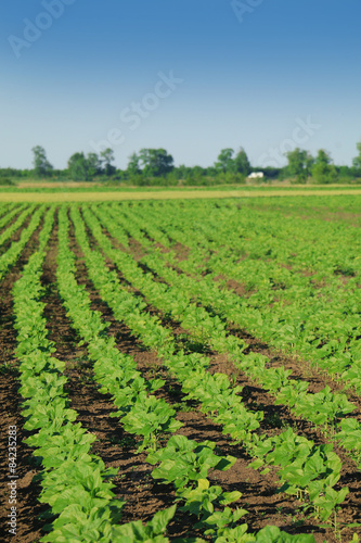 field of young green sunflower plants