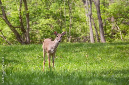 Young deer in a suburban backyard © alkerk