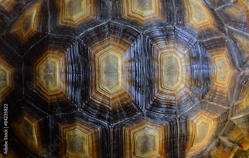 Closeup of a turtle shell.