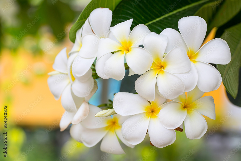 Plumeria or Paper flower on tree plant Plumeria or Paper flower on tree plant