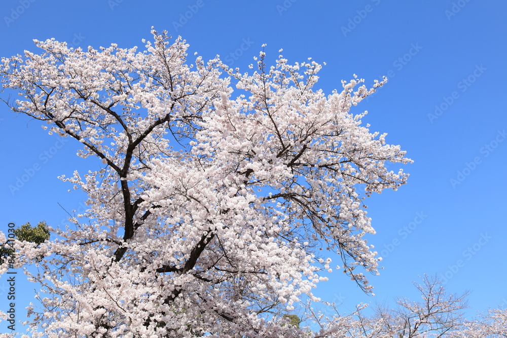 満開の桜　ソメイヨシノ