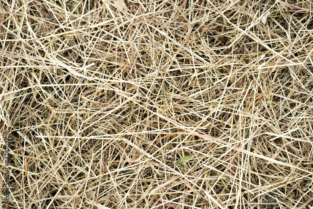 Brown straws on ground 2 Brown straws on ground 2
