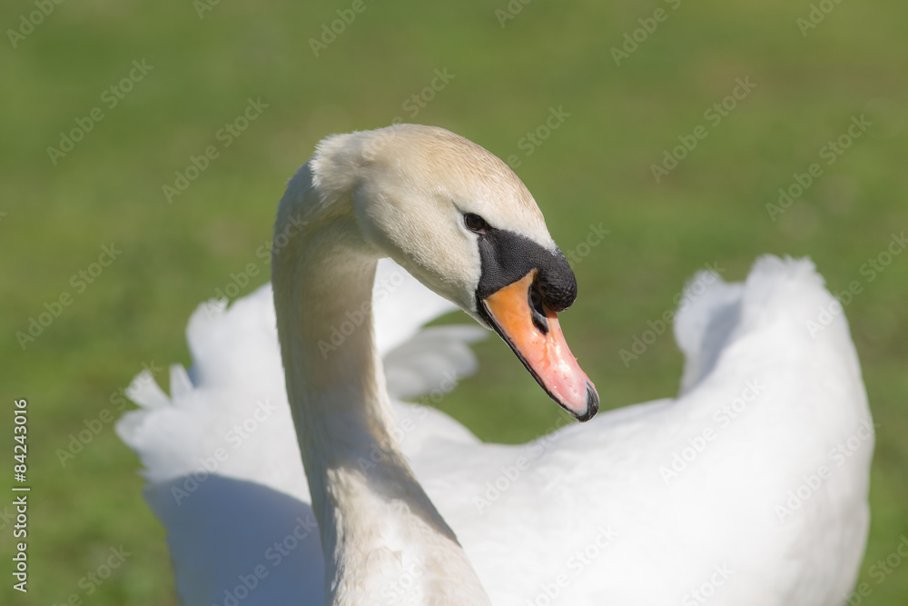 Fototapeta premium Portrait of a white swan