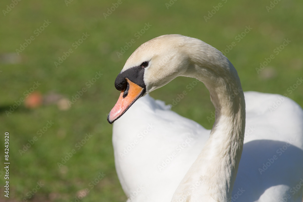 Obraz premium white swan close up