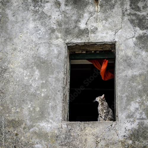 Cat on window sill
