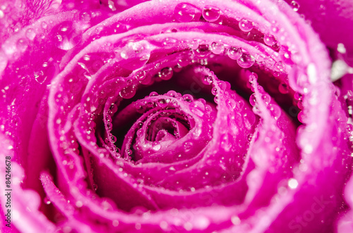 Macro of pink rose flower with water drops
