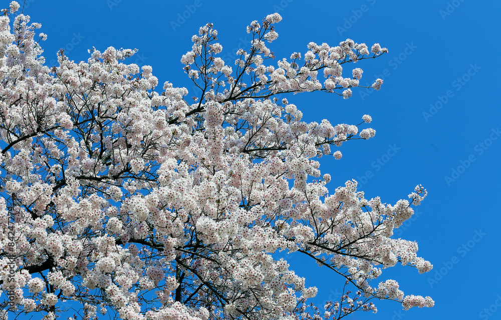White sakura cherry blossom on blue sky background. White sakura cherry blossom on blue sky background.