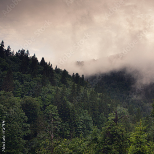Misty forest in mountains