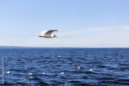 Ggull flying over the lake