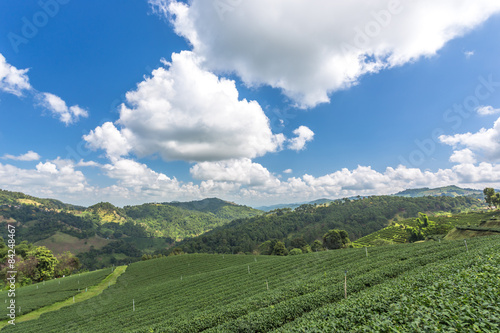 Green tea field