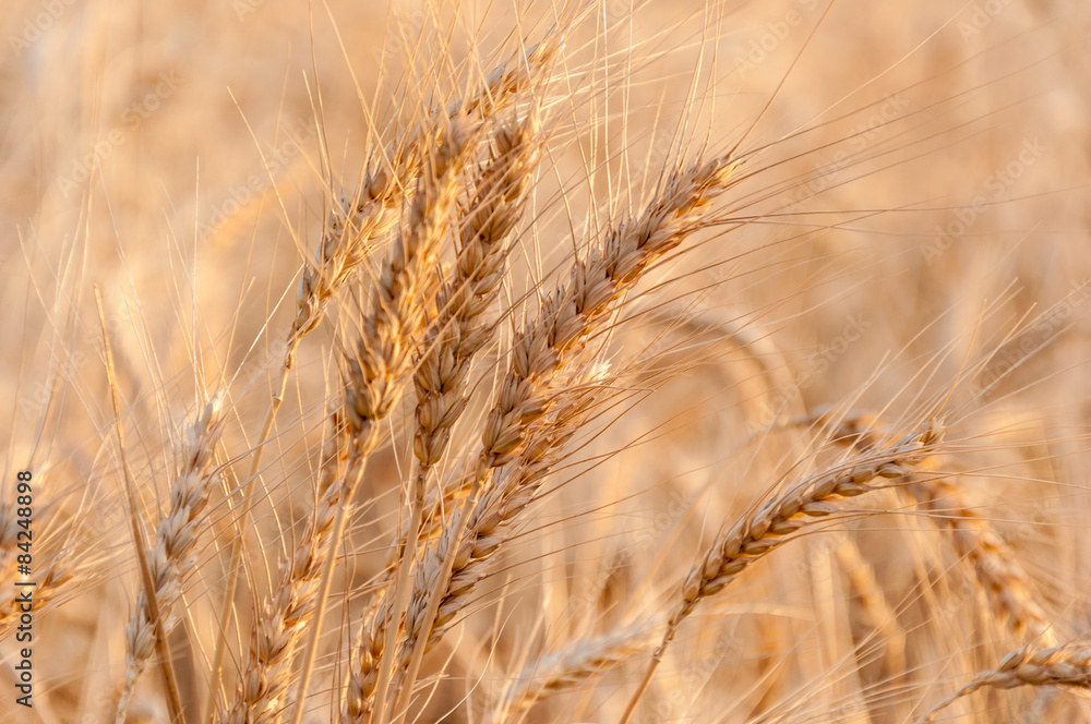 Espigas de trigo