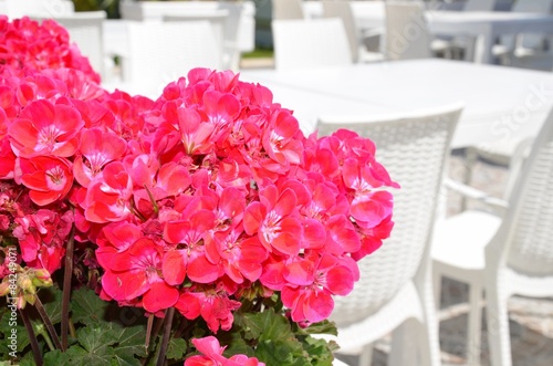 Fototapeta Naklejka Na Ścianę i Meble -  schöne Geranien