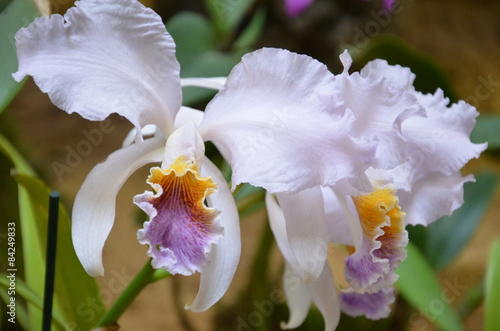 Fototapeta Naklejka Na Ścianę i Meble -  Orchideenblüten weiß rosa - Cattleya gaskelliana var coerulea 