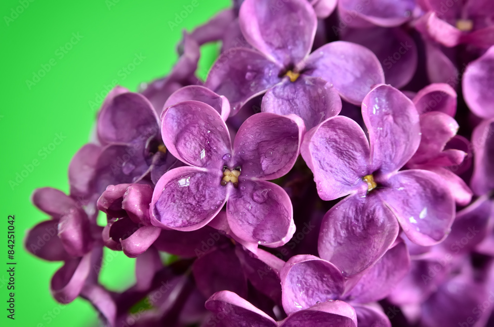 The branches of the young, blossoming lilac closeup The branches of the young, blossoming lilac closeup