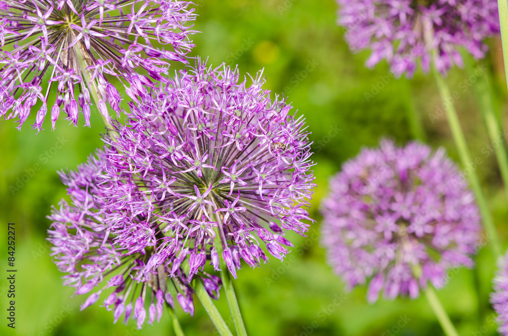 Fototapeta premium Close up of the flowers of some Chives