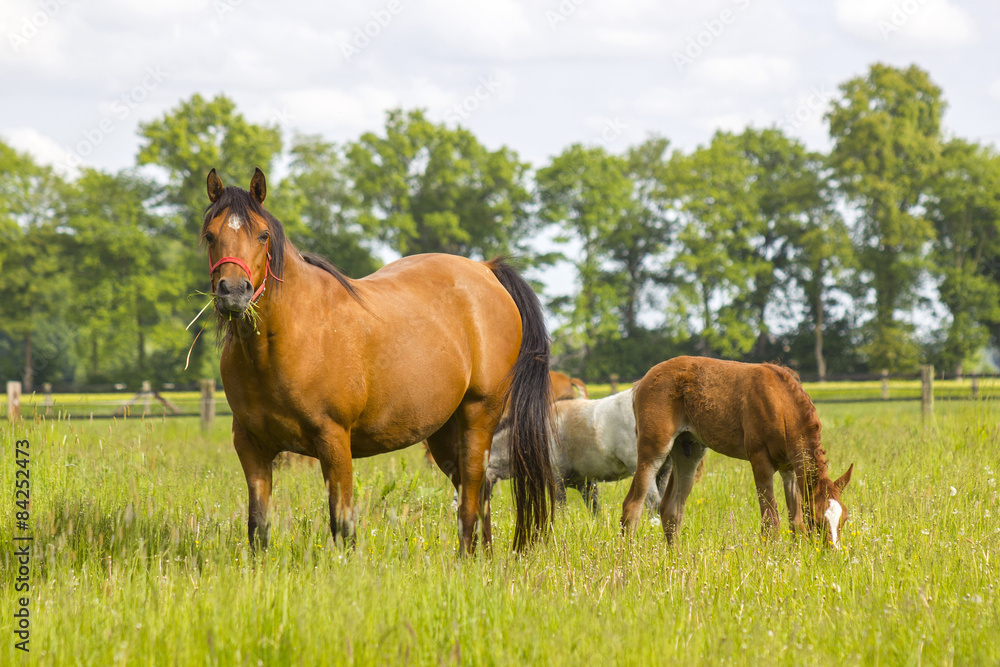  horses on a spring pasture
