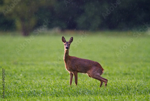 Roe deer in a meadow in rain, peeing © Matauw