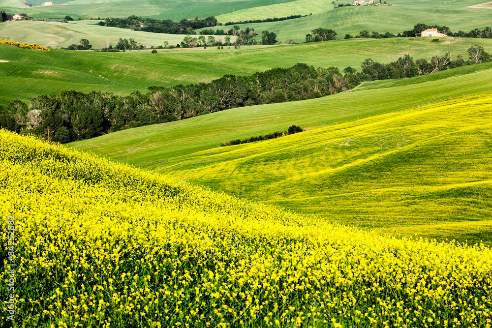Spring landscape of fields Tuscany
