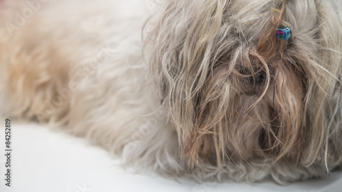 Serious furry cute dog portrait shi tzu breed