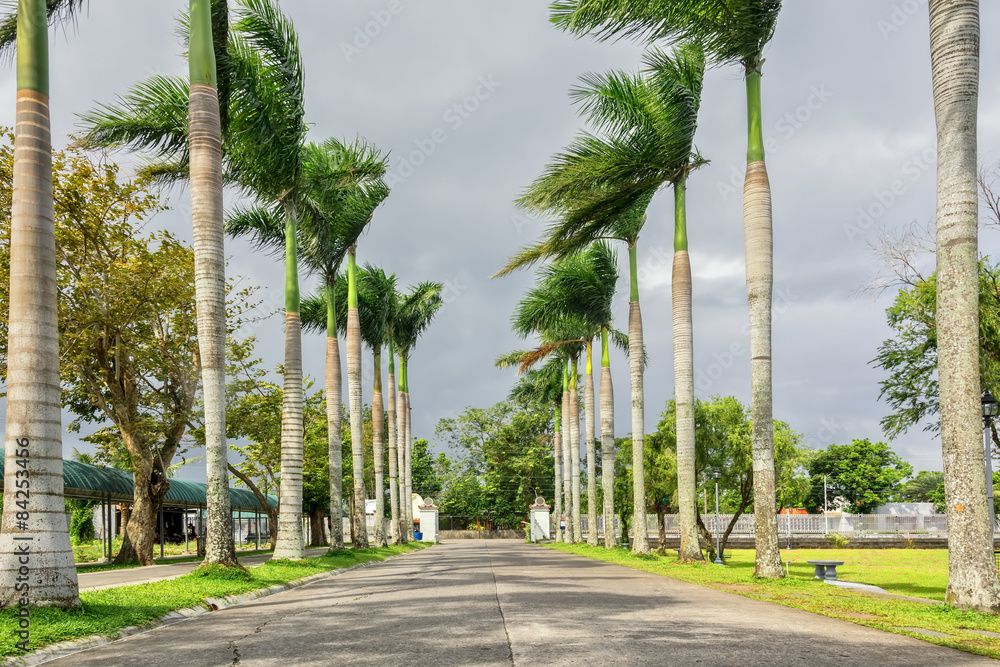 Fototapeta premium Palm Lined Road