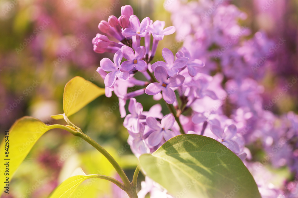 Obraz premium A photo of a lilac flowers with sunny effect.