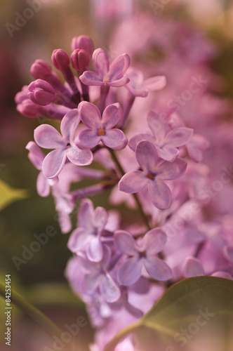 A retro looking toned photo of a lilac flowers.
