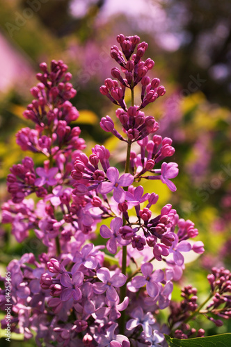 A photo of a lilac flower branch.