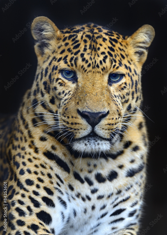 Naklejka premium Leopard