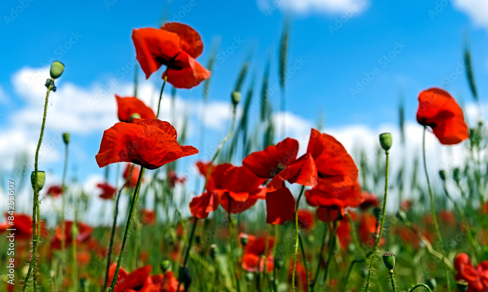 Naklejka premium Poppy