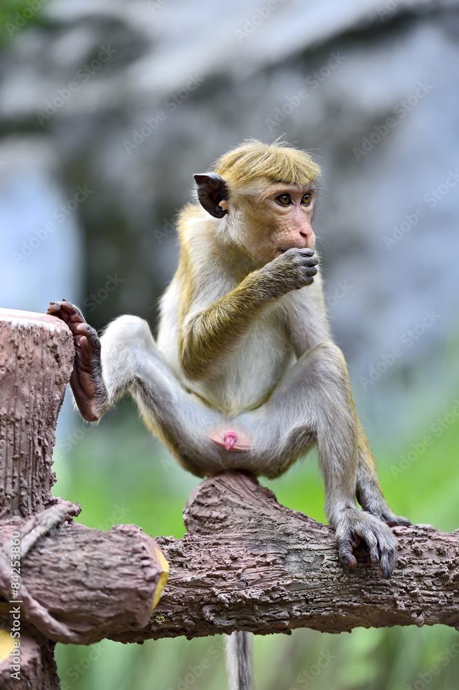 Fototapeta premium Macaque monkeys