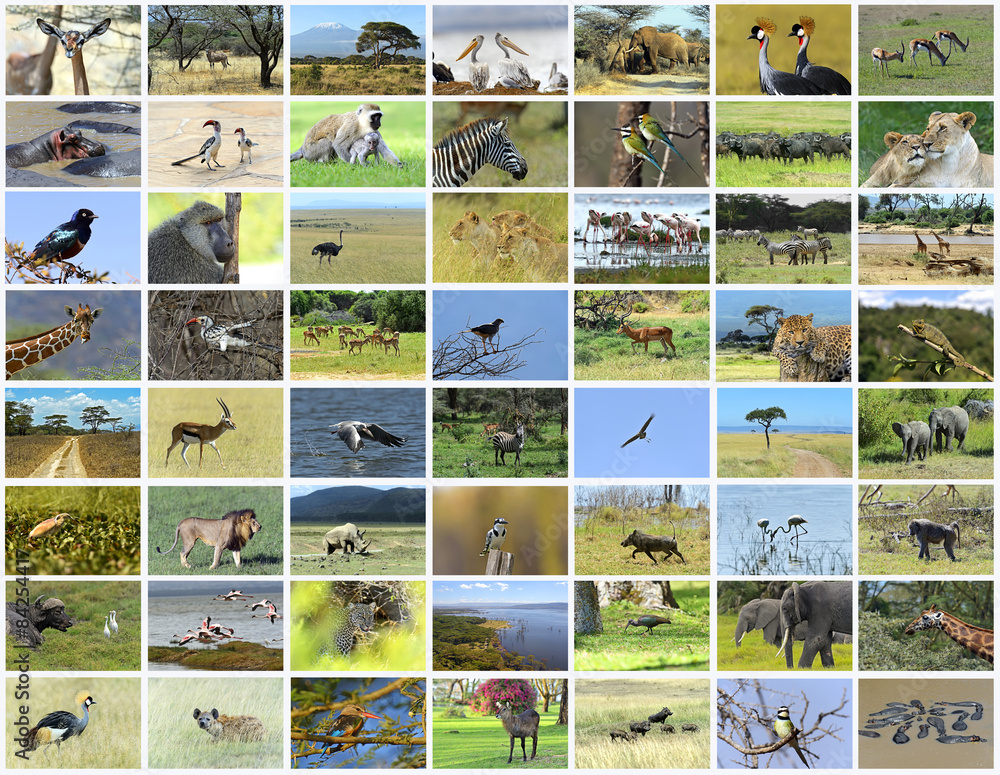 Collage of African animals
