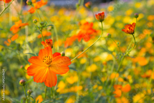 Close up orange cosmos flower